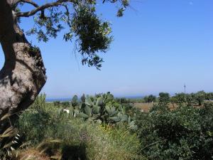 uma vista de um campo com cactos e uma árvore em Masseria Pelosella B&B em Fasano