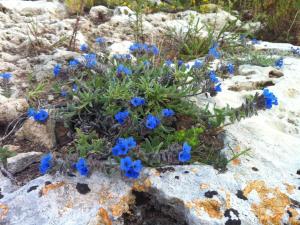 a bunch of blue flowers on a rock at Masseria Pelosella B&B in Fasano