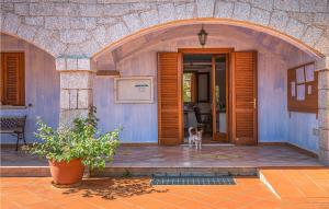 a dog standing in the doorway of a house at Trilo 6 in San Teodoro