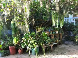 a bunch of potted plants in a garden at Loeriewood Garden Apartment, Hunters Home in Knysna