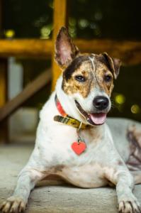 Ospiti di La Ruka Hostel con animali domestici