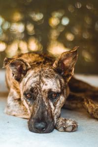 Ospiti di La Ruka Hostel con animali domestici