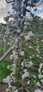 ボルツァーノにあるGasserhof Bozenの塀の白い花の木