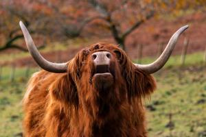 un toro marrón con cuernos largos parados en un campo en Loch Melfort Hotel, en Ardfern