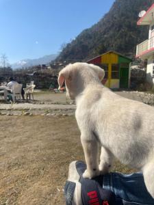 a white cat standing on top of a persons shoe at Breathe Inn in Kasol
