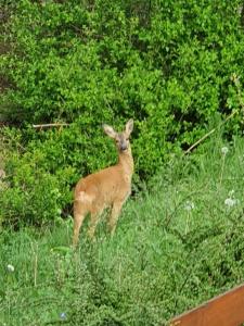 a deer standing in a field of grass at Haus Wohleb in Fulpmes