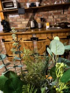 Mátrai Vadászház 3-Vintage Cottage في Mátraterenye: مطبخ أمامه طاولة نباتات