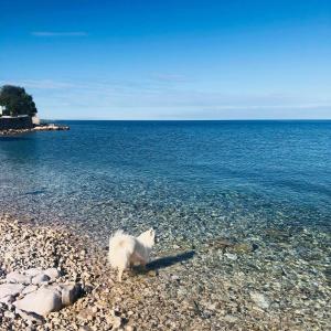 Fotografie z fotogalerie ubytování Apartment Nataša - romantic getaway v destinaci Umag