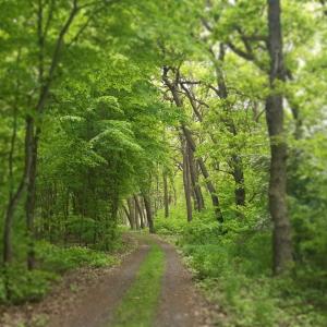 un camino de tierra a través de un bosque con árboles en Glamping v Sadu en Sadská