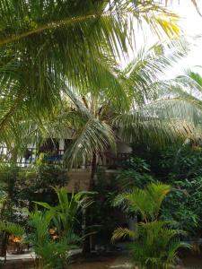un groupe de palmiers devant un bâtiment dans l'établissement Little Sunshine Guest House & Restaurant, à Tangalle