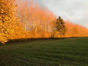 Fotografie z fotogalerie ubytování La Suite Cosy - Votre Pause Arborée v destinaci La Bruyère