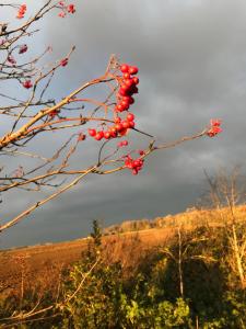 Fotografie z fotogalerie ubytování La Suite Cosy - Votre Pause Arborée v destinaci La Bruyère