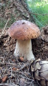Foto sihtkohas Borowa asuva majutusasutuse Chaty Nad Koupalištěm galeriist