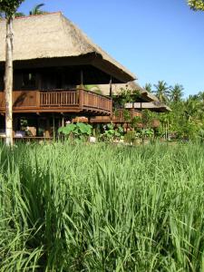une maison au toit de chaume dans un champ d'herbe dans l'établissement Singko Lovina, à Lovina