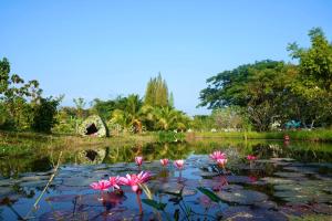 a group of pink flowers in a pond at โรงแรมคอมม่อนเวลธ์ Commonwealth Hotel&Resort in Suan Phung