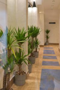 a row of potted plants in a hallway at Corso Rooms City Centre in Novi Sad