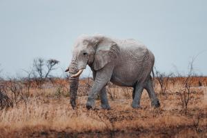 Słoń wędrujący przez pole wysokiej trawy w obiekcie Villa Mushara w mieście Namutoni