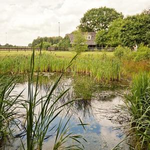 a pond with tall grass and a house in the background at Landrop Bed & Breakfast in Hoogeloon