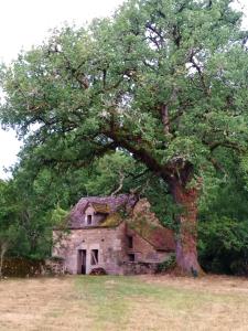 ein altes Steinhaus mit einem großen Baum in der Unterkunft Les granges de l abbaye in Ginals