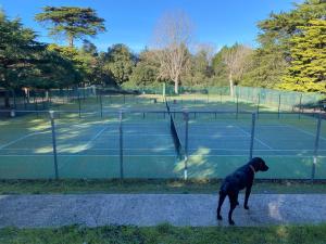 a black dog standing in front of a tennis court at Le Navire-Plage du Nau-Parc-Résidence calme-Garage in Le Pouliguen