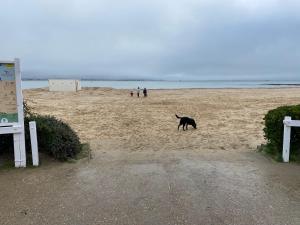 a black dog walking on a sandy beach at Le Navire-Plage du Nau-Parc-Résidence calme-Garage in Le Pouliguen +1 photo
