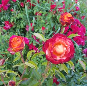 Foto dalla galleria di Hofer Hof a Castelrotto