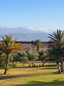 un grupo de palmeras en un campo con montañas en el fondo en DAR NOUJOUM, en Marrakech
