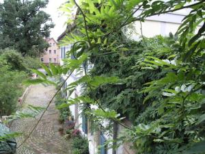 un jardín con plantas verdes y un edificio de fondo en Ferienhaus am Grünen Stadtrand en Dresden