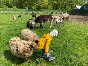 a child in a field with sheep and goats at Poppes Ranch Bauerhof & Campingplätze in Zepelin