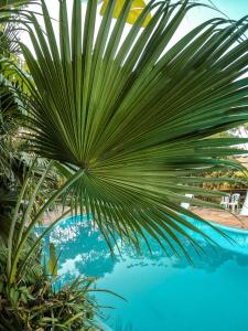 a palm tree in front of a swimming pool at Serra da Luz in Luminárias