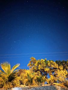 un grupo de palmeras bajo un cielo estrellado en Casa Dolcecr, en Esterillos