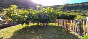 a small tree in a yard next to a fence at Alo Baía São Lourenço in Santa Bárbara