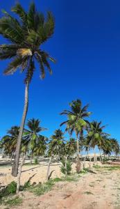 a group of palm trees on a sandy beach at Maluhia Lofts in Icaraí