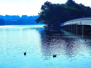 two ducks swimming in the water near a bridge at Heiwadai Hotel Otemon in Fukuoka