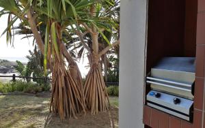 a palm tree with its roots next to a house at Laguna la Crete 99, Uvongo in Margate