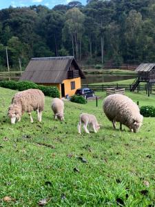 un grupo de pastoreo de ovejas en un campo en Leão De Judá, en Canela