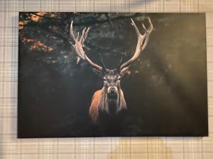 a painting of a red deer with large antlers at Taigh Neonach in Watten