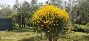 A garden outside Podere San Pierino