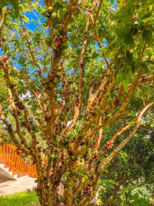 Un jardín fuera de Vovô Emílio Chalés