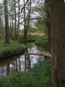 a creek with a log in the middle of a forest at Farm Stay Luythoeve in Meeuwen