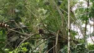 Animales en el agroturismo o alrededores