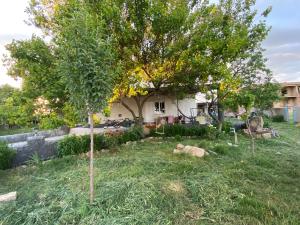 a sheep laying in the grass next to a tree at Mamuka's Guesthouse in Udabno