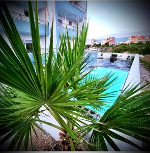 una palmera frente a una piscina en Apartment Bella en Novalja
