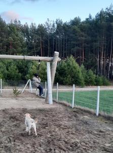 Zwierzęta zatrzymujące się w obiekcie Domek do wynajęcia - Siedlisko przy lesie
