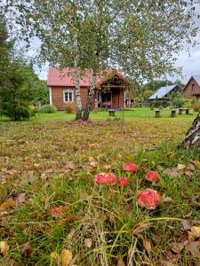 a field with red mushrooms in front of a house at Jałówka - odpocznij na Podlasiu in Jałówka