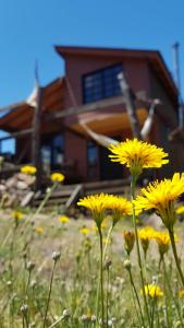 a field of yellow flowers in front of a house at Tierras Bayas Mountain Refuge in Los Cipreses