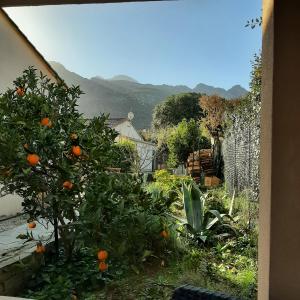 a garden with an orange tree and a fence at mini villa studio que du bonheur in Calenzana