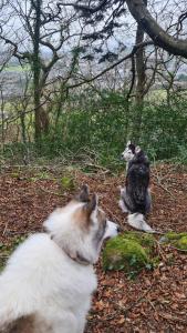 zwei Hunde spielen miteinander im Wald in der Unterkunft Y Branwen - adult only and dog friendly in Harlech