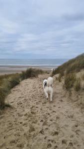 
a white dog standing on top of a sandy beach at Y Branwen in Harlech
