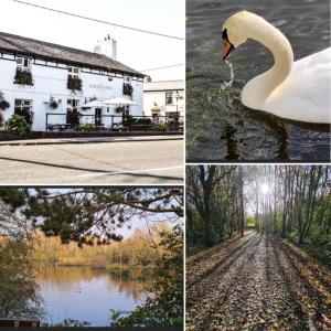 a collage of photos with a swan in the water at The Old Milking Parlour in Longton